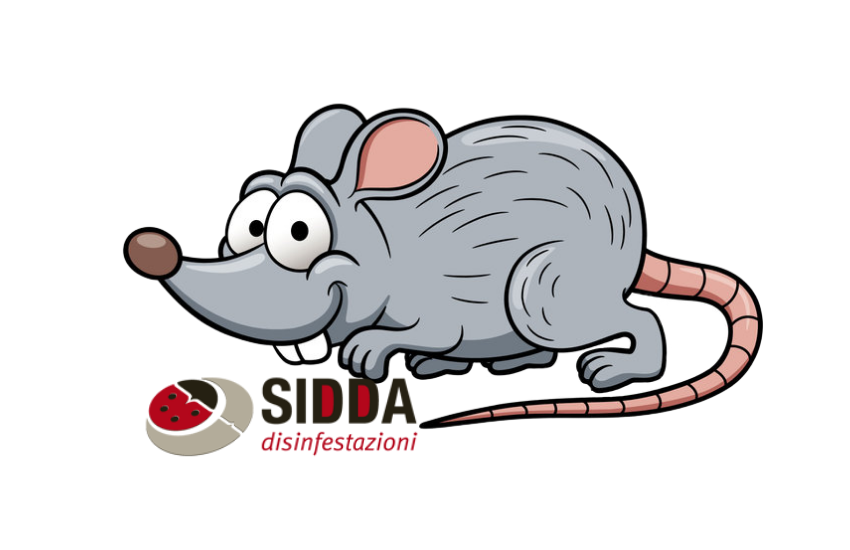 La nostra guida sui ratti e la derattizzazione - Sidda s.r.l.